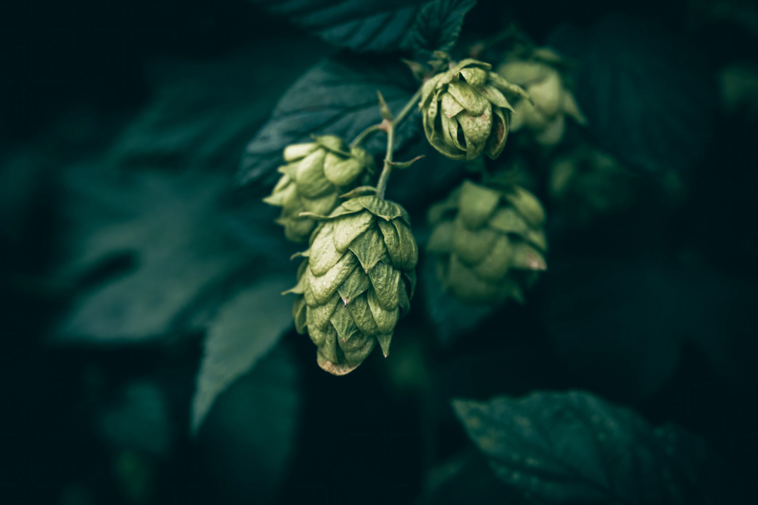 How to Brew Cascadian Dark Ale Beer at Home: A Complete Recipe and Guide