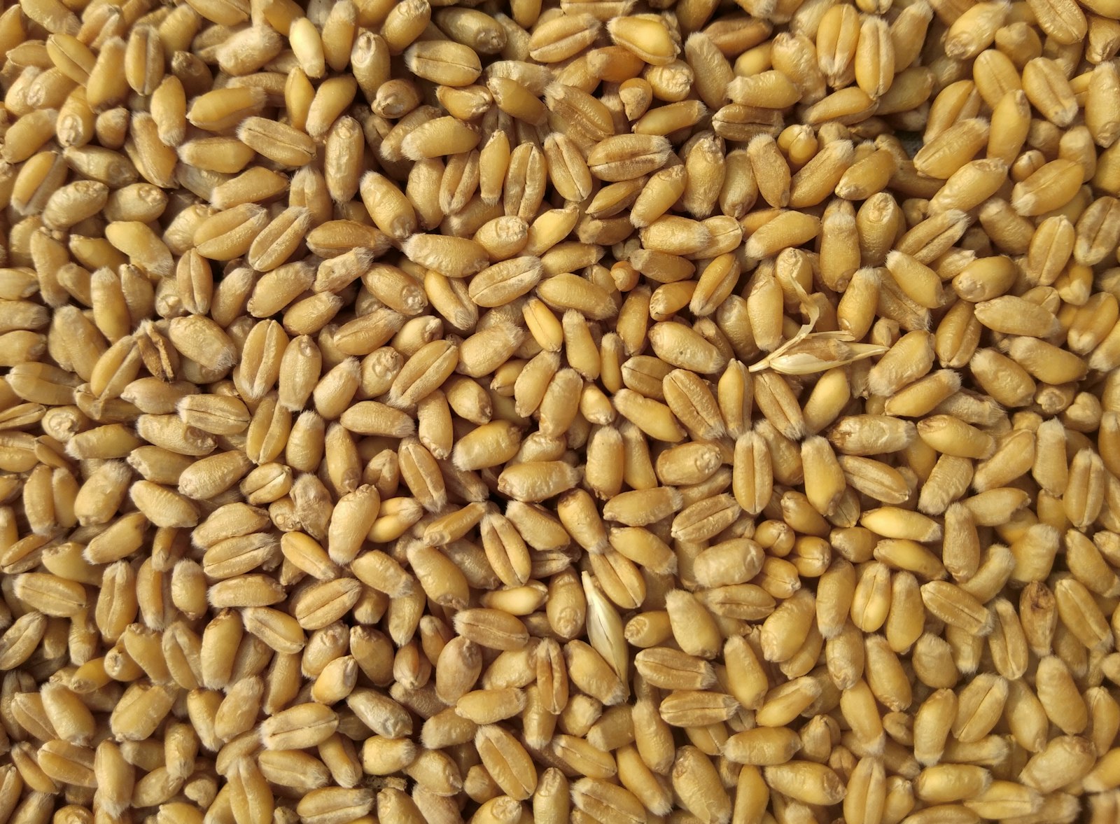 How to Brew Tella Beer at Home: A Complete Recipe and Guide