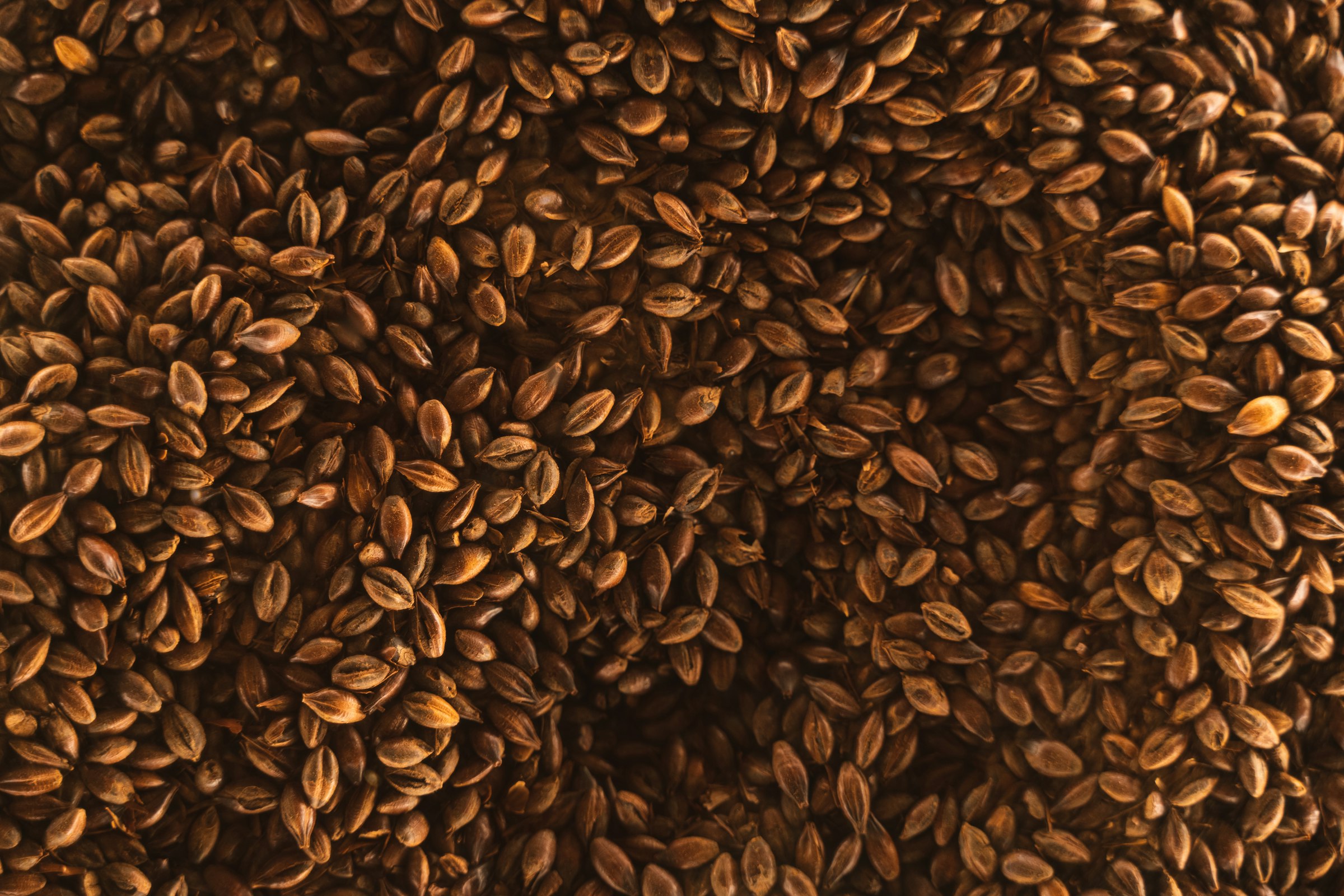 How to Brew Cerveja Preta Beer at Home: A Complete Recipe and Guide