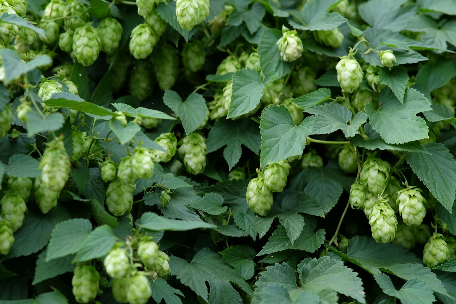 How to Brew Australian Sparkling Ale at Home: A Complete Recipe and Guide