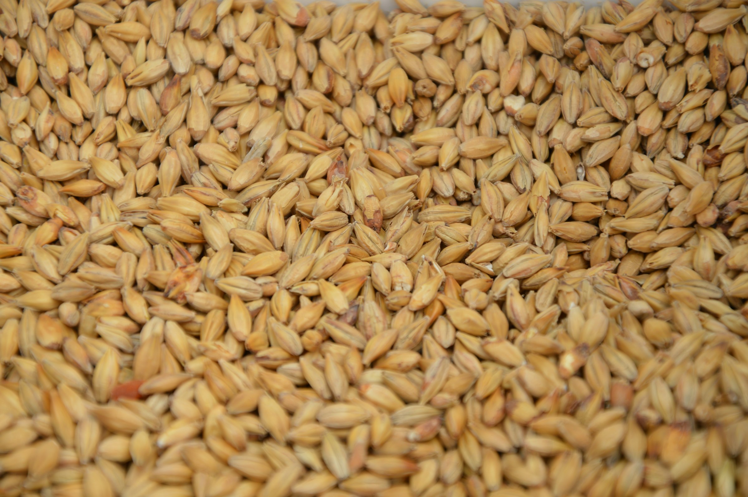 How to Brew Makgeolli Beer at Home: A Complete Recipe and Guide